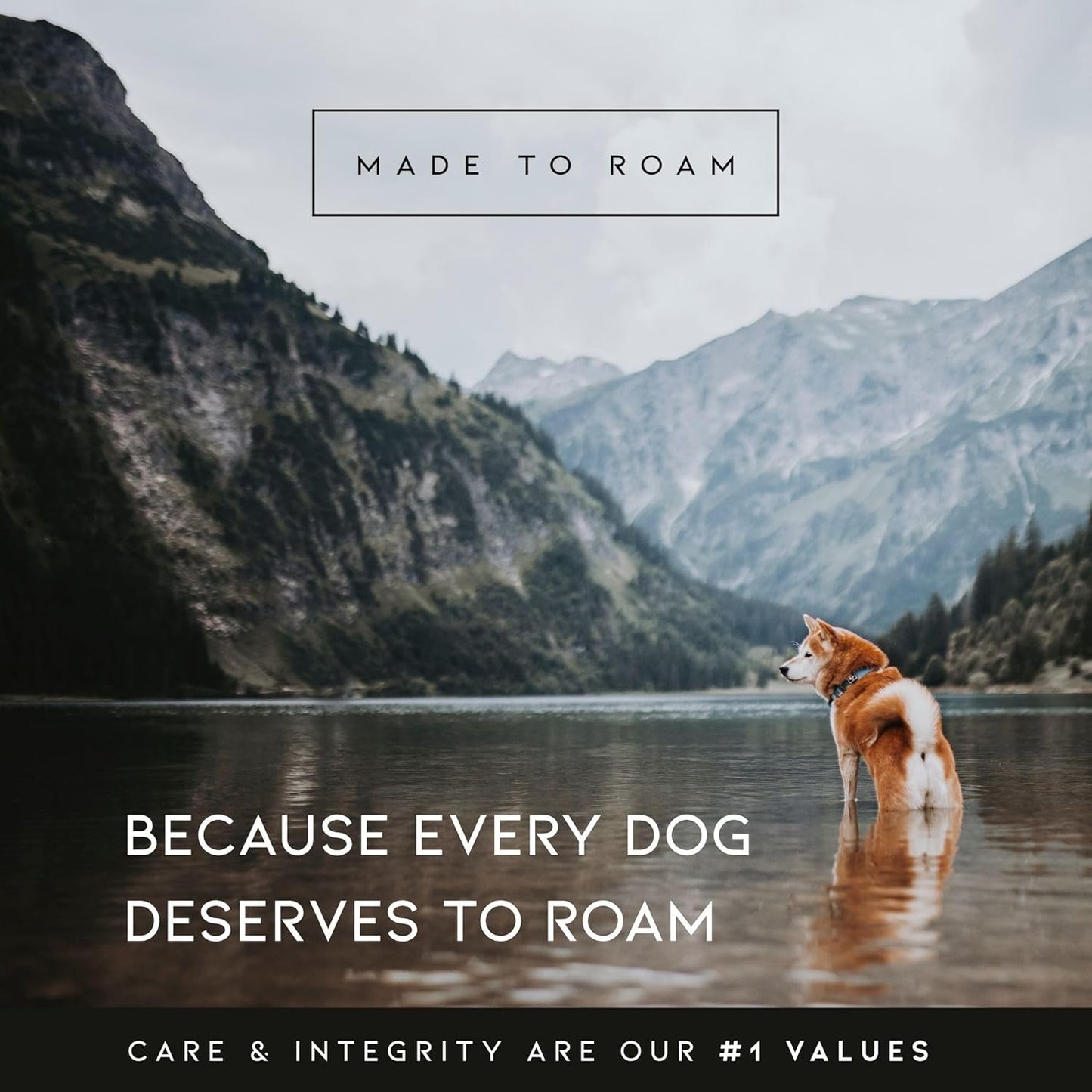MADE TO ROAM Premium Explorer Harness - Y-Shaped Dog Harness with Adjustable Durable Nylon, Soft Padding, Metal Buckles and Leather Handle for Small, Medium, Large Dogs (Florida Seaside, Size 2)