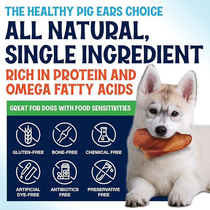 Whole Pig Ears for Dogs Large - 100 Pack Long Lasting Dog Chews - One Ingredient Delicious All Natural Flavor โ Easy to Digest Dog Treat for Large Dogs - Great for Teeth and Gums