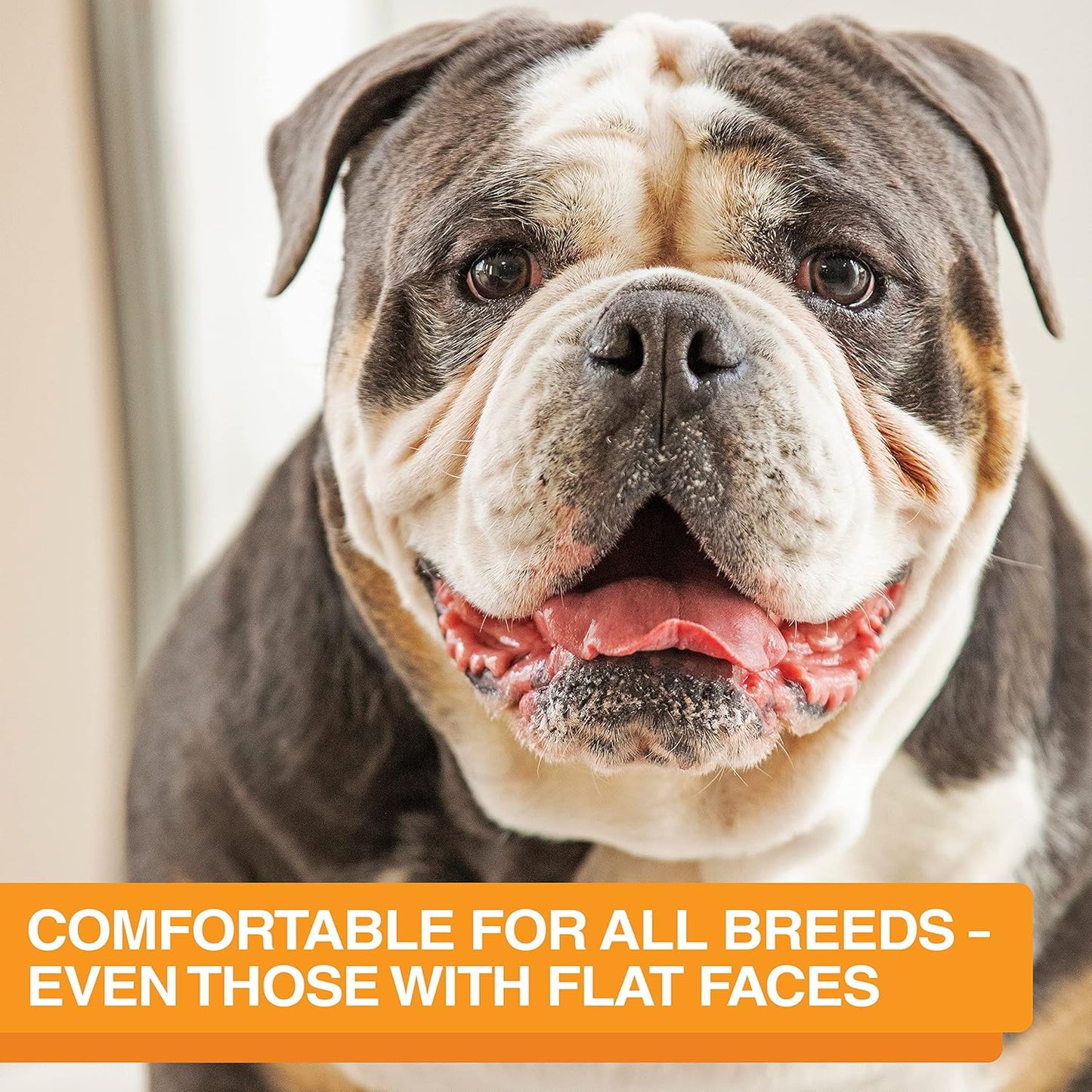 Neater Feeder Express Mess Proof Dog Bowls Elevated for Medium and Large Breed – Made in USA – No Spill Raised Slow Feeder Elevated Dog Bowl Stand, Slow Feed Food and Water Bowl Set, Almond