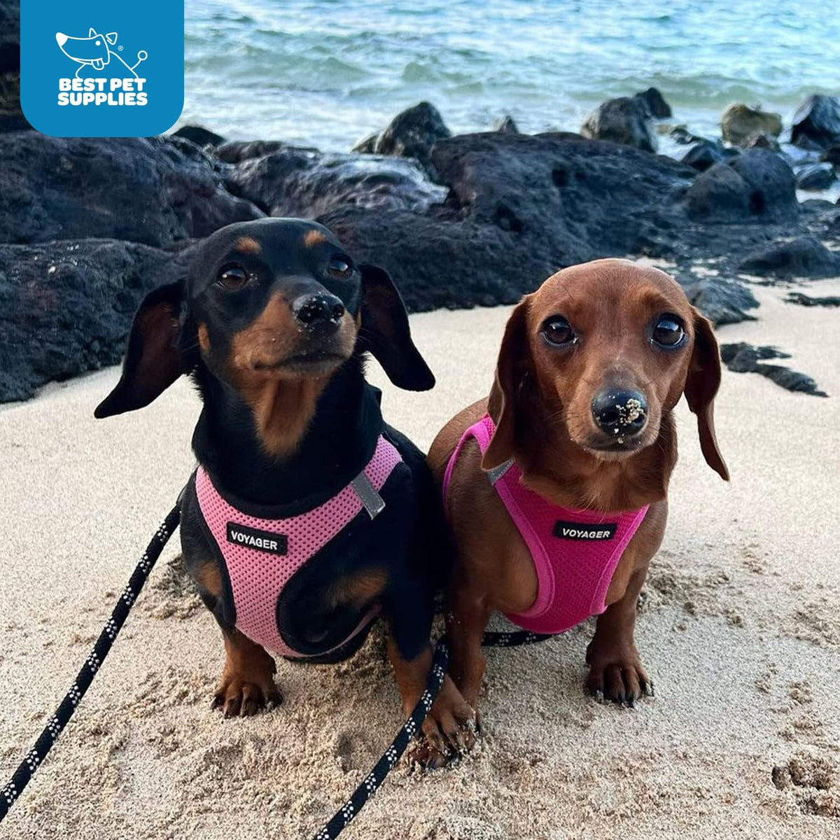 Best Pet Supplies Voyager Step-in Air Harness - All Weather Mesh, Reflective, No Pull Harness for Dogs, Cats - Secure with Hook & Loop Fastener, Buckle, Double D-Rings - Fuchsia, L