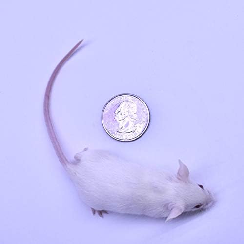 MiceDirect 40 Frozen Mice Combo Pack of 20 Weanlings and 20 Small Adult Feeders Snake Food for Mice for Adult Sand Boa Corn Milk Snakes (2-3 in)(Pack of 40)(640 Grams Min)
