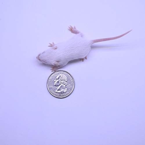 MiceDirect EST. 2003 150 Frozen Mice Combo Pack of Small Fuzzies and 50 Fuzzies Feeders Snake Food for Corn Snakes Ball Pythons Lizards (.5-1.5 in)(500 Grams Min)