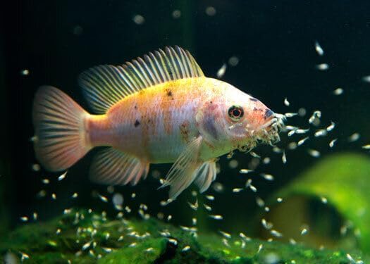 Aquatic Foods Inc. Golden Pearls 50-100 Microns for Tropical Fish Fry and Babies, for Corals, Anemones, Reef Tanks…2.1oz Squeeze Bottle
