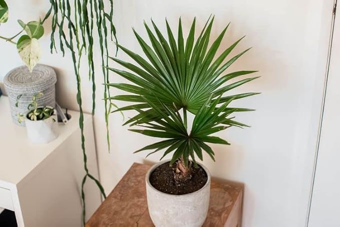 GARDENERA Palm Tree Potting Mix - The Ultimate Soil for Strong and Healthy Palms - Top Choice for Palm Tree Growers [2 Quart Bag]