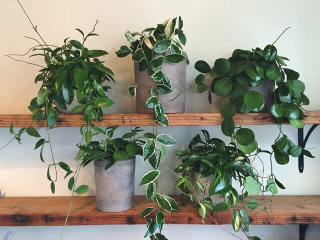 Gardenera Hoya Plant Premium Potting Mix - 4 Quart - Optimal Balance for Thriving Hoyas: Air, Moisture, and Nutrient Retention