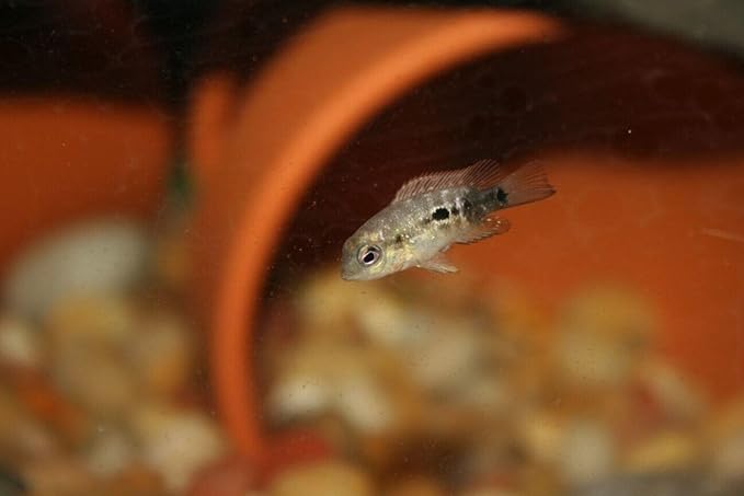 Aquatic Foods Inc. 4-Type Mixed Blend of Cyclops, Daphnia, Rotifers, Ready to Eat Brine Shrimp Eggs for Tropical Fish Fry, Babies, Guppies, Tetras, Bettas, Nano Fish…1.2oz Squeeze Bottle