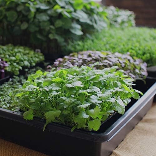 Minute Soil Bulk Coconut Coir Block 4-Pack – OMRI Listed for Organic Use – 48 lb Compressed Grow Medium – Expands with Water – Gardening, Beds, Containers
