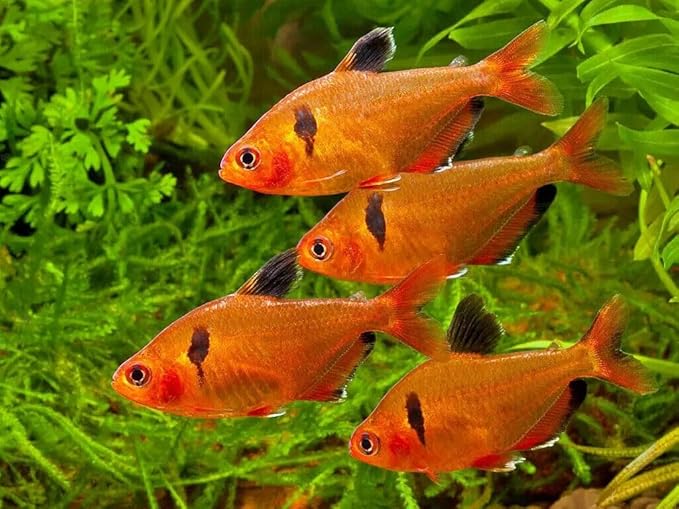 Aquatic Foods Inc. 1mm - 1/32, 35% Protein Economy Floating Pellets for All Community Fish, Tetras, Guppies, Angel Fish, Cichlids, Goldfish. All Tropical Fish - WL…1-lb Foil Pouch Bag