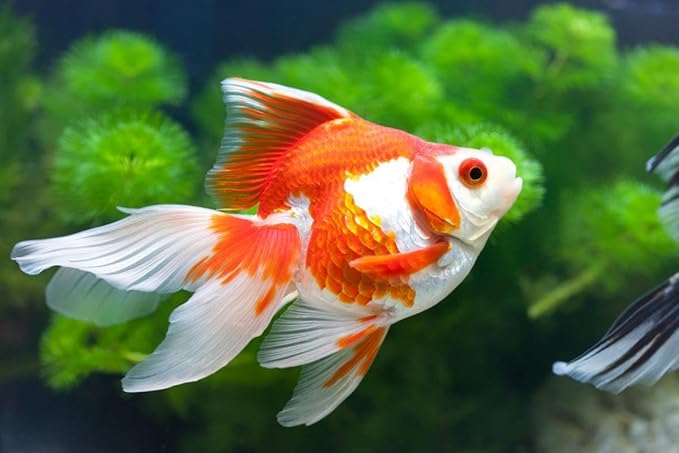Aquatic Foods Inc. Goldfish Flakes, 42% Protein Color Enhancing and Spirulina Flakes for Aquarium & Pond Goldfish, Koi and All Pond Fish...WL…1/2-lb Foil Pouch Bag