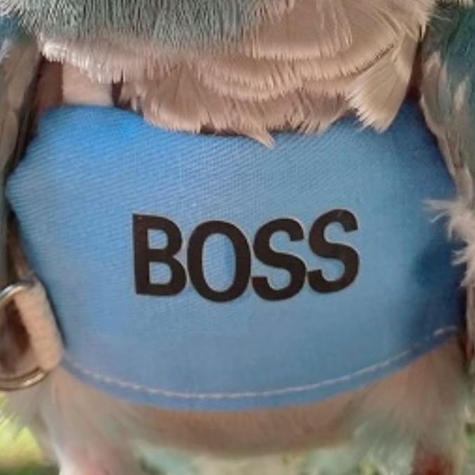 Bird Flight Harness Vest, Parrot Flight Suit with Leash, Bird Flying Clothes with Rope and Handle for Outdoor Activities (2XL)