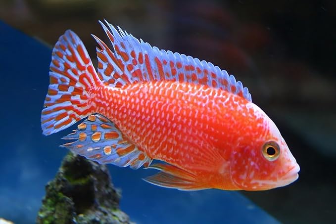 Aquatic Foods Inc. Ultra Intense Color Enhancing with a 10-Day Color Change, 1.5mm - 2mm Floating Pellets for Cichlids, Discus, All Baby and Small Tropical Fish & Pond Fish…8oz Jar