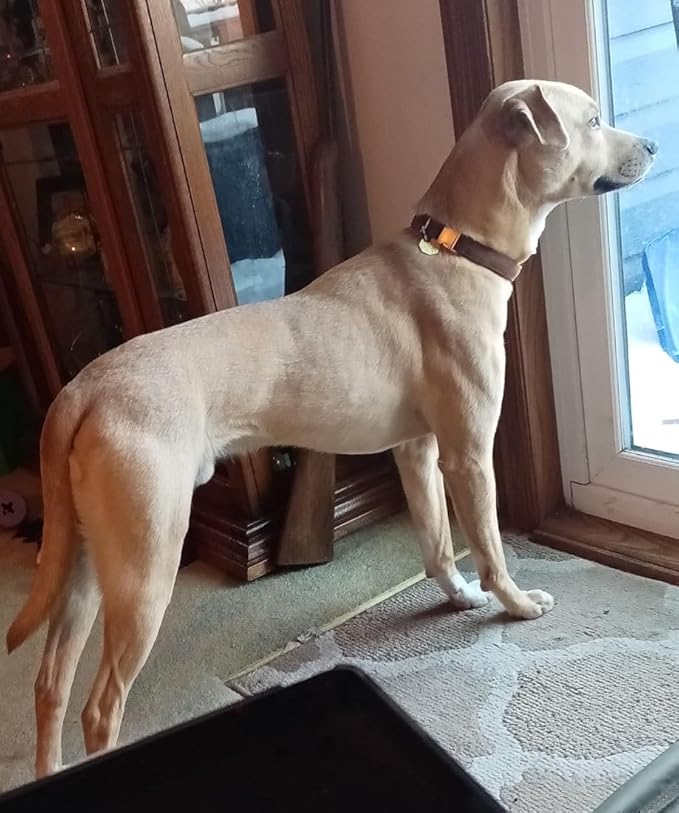 Soft Cotton Dog Collar with Metal Buckle Adjustable Heavy Duty Comfy Corduroy Collars for Small Medium Large Dogs,Brown,Large