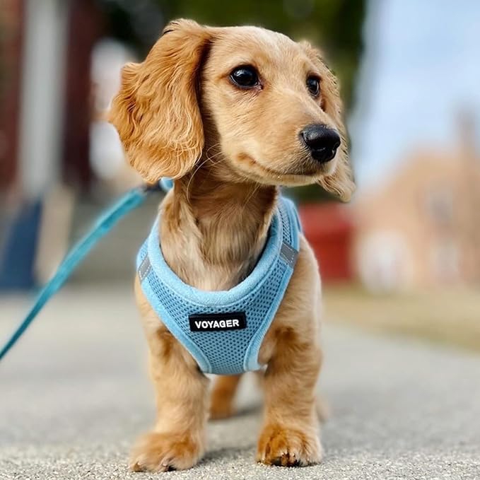 Best Pet Supplies Voyager Step-in Air Harness - All Weather Mesh, Reflective, No Pull Harness for Dogs, Cats - Secure with Hook & Loop Fastener, Buckle, Double D-Rings - Baby Blue, XL