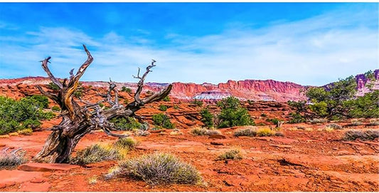 AWERT 36x24 inches Reptile Habitat Background Blue Sky Oasis Orange Desert Terrarium Background