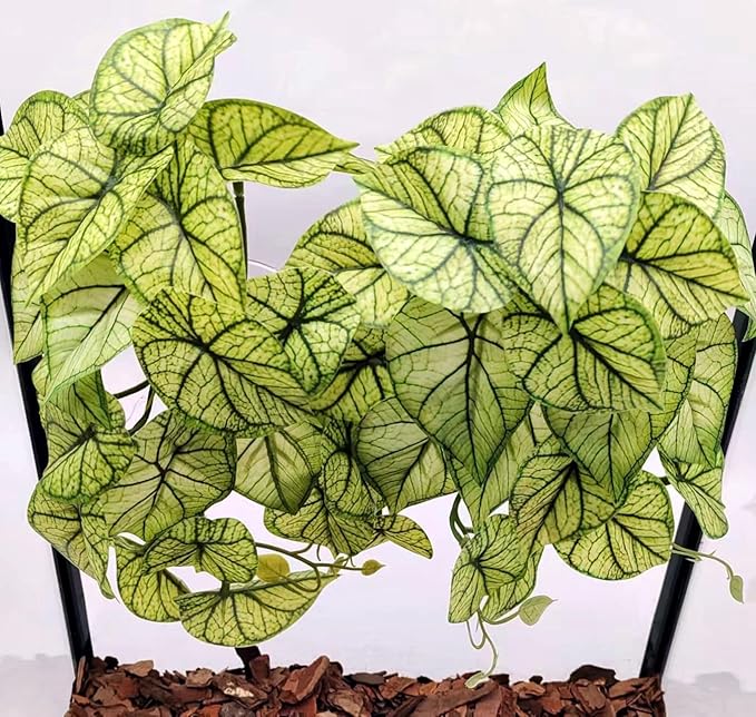 Reptile Plants for Terrarium Decor, Amphibian Habitat Decor, Reptile Tank Accessories, Artificial Hanging Plants with Suction Cup-2 Packs (Green Arrowhead)