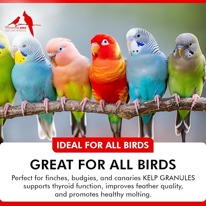Morning Bird Kelp Granules 16 Oz – Iodine Supplement for Birds – Supports Feather Growth, Molting & Metabolism – Rich in Amino Acids, Trace Minerals & Natural Vitamins – Clean Nutrition for All Birds