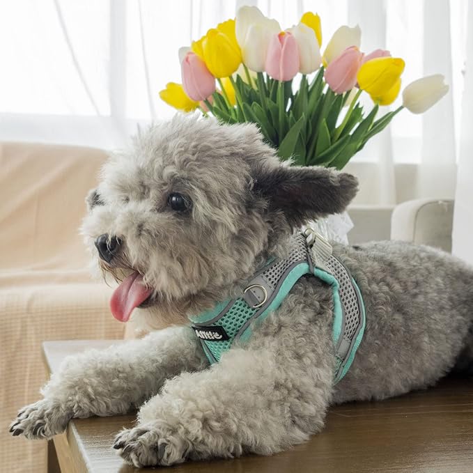 AIITLE Step in Dog Harness and Leash Set - No Pull Escape Proof Vest Harnesses with Soft Mesh and Reflective Bands, Adjustable Pet Outdoor Harnesses for Small and Medium Dogs Turquoise M
