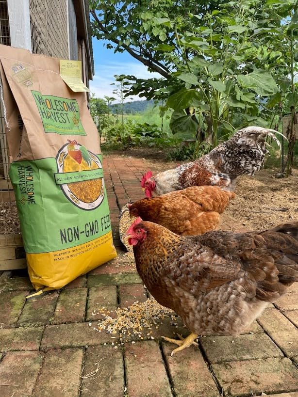 Non-GMO High-Protein Layer Blend 40 lb