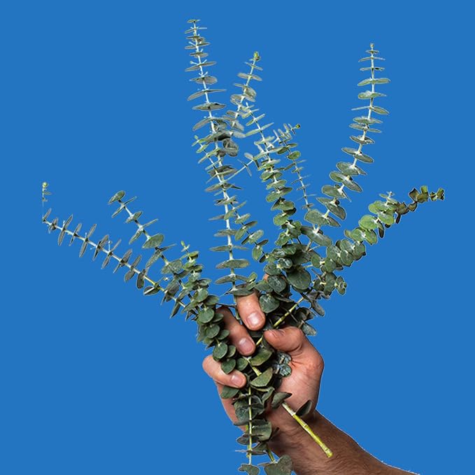 Poo-Pourri Before-You-Go Toilet Spray, Royal Flush, Travel Size 10 mL - Eucalyptus and Spearmint (Pack of 2)