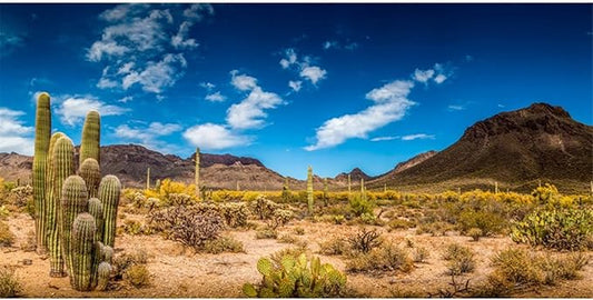 AWERT 72x18 inches Reptile Habitat Background Blue Sky Oasis Cactus Desert Terrarium Background Vinyl