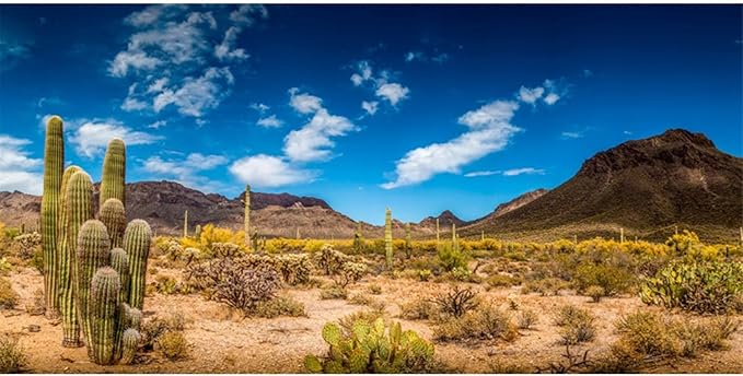 AWERT 72x24 inches Reptile Habitat Background Blue Sky Oasis Cactus Desert Terrarium Background Vinyl