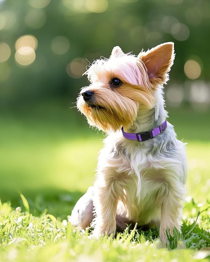 Joytale Small Dog Collar, Reflective and Adjustable Nylon Collar with Quick-Release Buckle, Lightweight No-Choke Design for Small Dogs, Purple, 3/4" Width