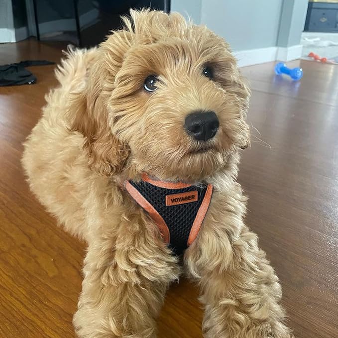 Best Pet Supplies - All Weather Mesh/Plush, Reflective, No Pull Harness for Small, Medium Dogs, Cats - Secure with Hook & Loop Fastener, Buckle, Double D-Rings - Black/Orange Trim, L