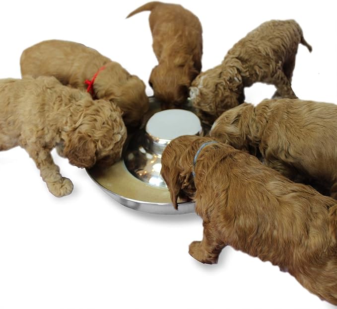 Stainless Steel Puppy Dog Bowls, Pets Puppies Feeding Food and Water Weaning Bowls Dishes Feeder, 11.8 Inch