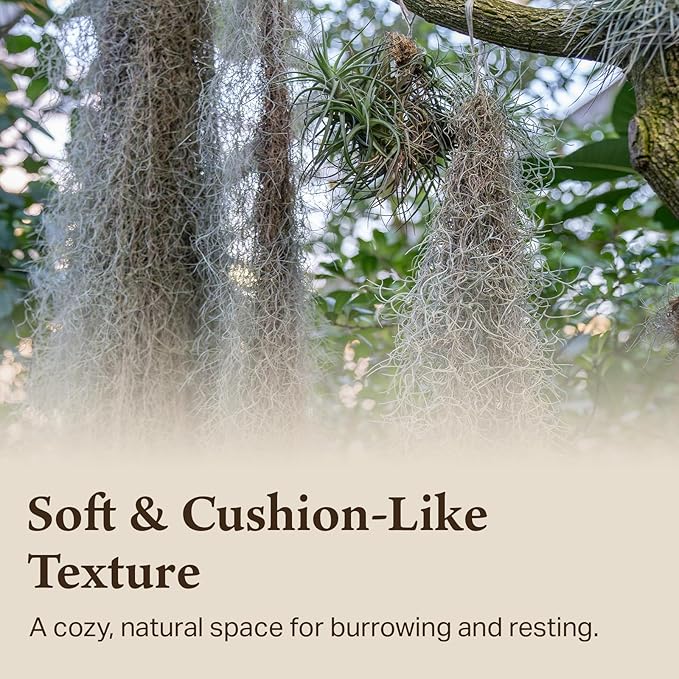 The Habitat Life - Natural Spanish Moss - for Reptiles, Amphibians & Invertebrates Terrariums - Humidity Control - Breathable Bedding - Dye-Free & Safe - Small - 1 Pack