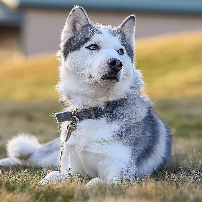 MOZETO Dog Collar Safety Clip, Stainless Steel Heavy Backup for Prong Collar, Dog Harness Collar Leash Connector (9 inches)