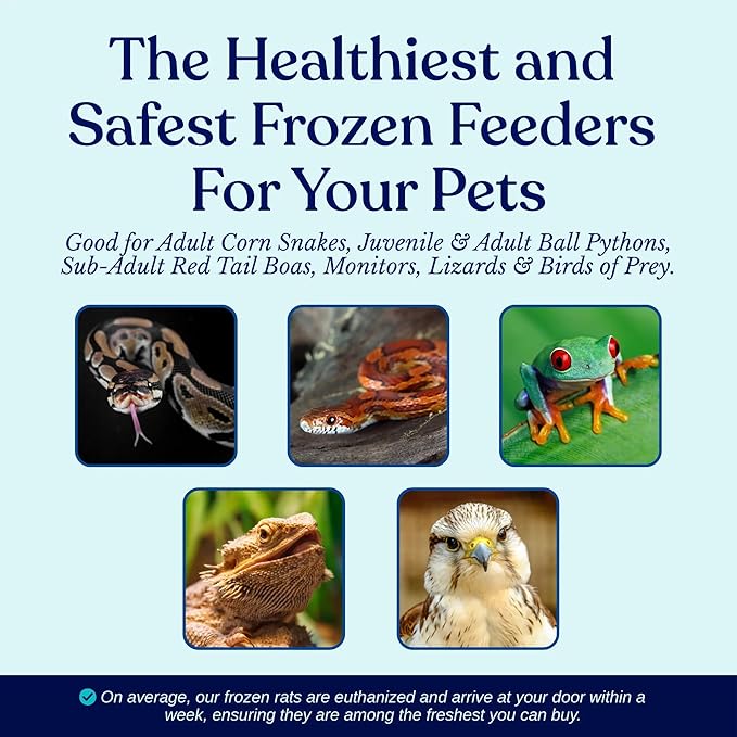 MiceDirect Frozen Rat Pups Feeder Food Adult Corn Snakes Juvenile Adult Ball Pythons Monitor Lizard (100 Count)