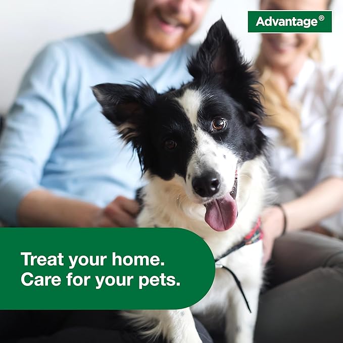 Advantage Household Fogger | Kills Fleas & Ticks | Flea Fogger for Home | 2 oz. Canisters (Pack of 3)