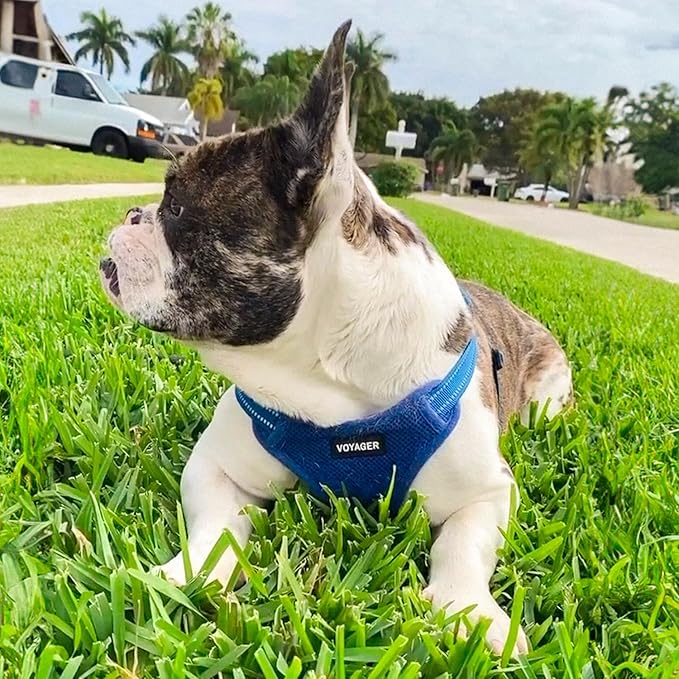 Best Pet Supplies Voyager Adjustable Step-in Flex Breathable Mesh Dog Harness for Small Medium Large Dogs (Royal Blue), L