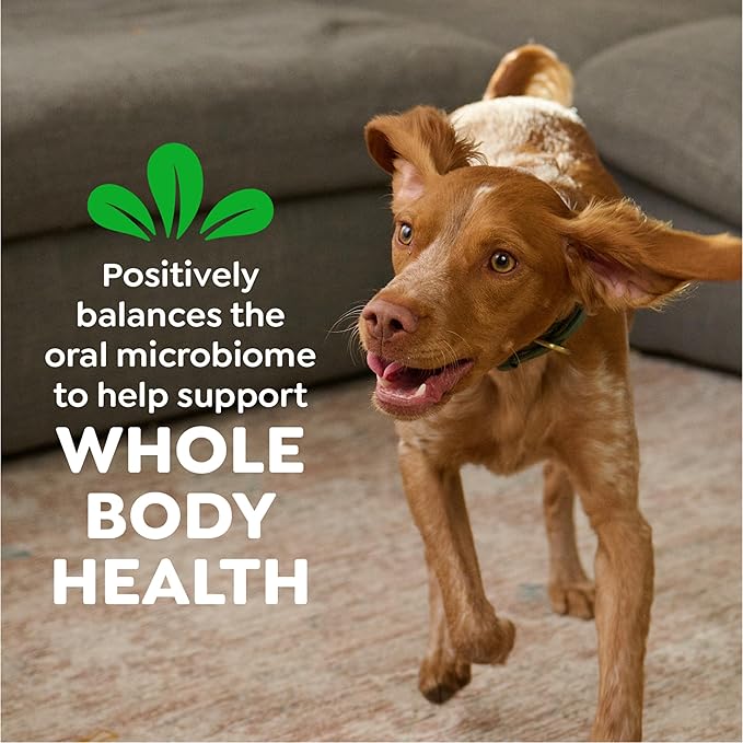 Greenies Veterinarian-Recommended Adult Natural Dental Dog Treats Petite Size,Variety Pack Flavor,(3) 12 oz. Packs,60 Count (Pack of 2)