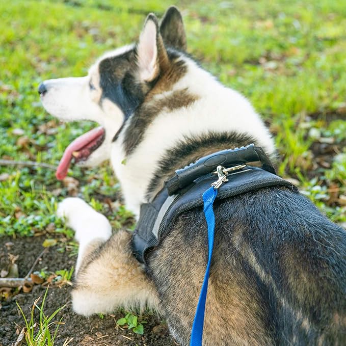 Hi Kiss Dog/Puppy Obedience Recall Training Agility Lead - 15ft 20ft 30ft 50ft 100ft Leash Great for Training, Play, Camping, or Backyard Black