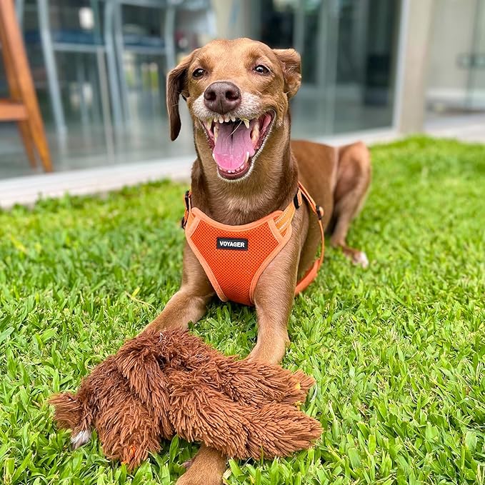 Best Pet Supplies Voyager Adjustable Step-in Flex Breathable Mesh Dog Harness for Small Medium Large Dogs Leash Set (Orange), XS