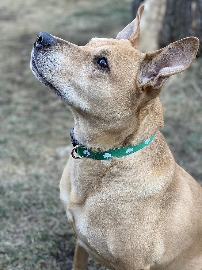Native Pup St Patricks Dog Collar- Saint Patrick Green Shamrock Pet Collars- St. Patrick’s Lucky Irish- Cute Boy Girl Puppy Gift- Adjustable for Small, Medium, Large Breeds (Shamrock, Medium)