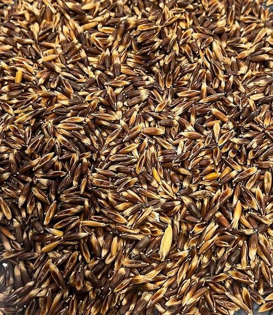 Bunny Honey Premium Organic Oat Seeds for Nutritious Feed and Vibrant Oat Growth - 20lb