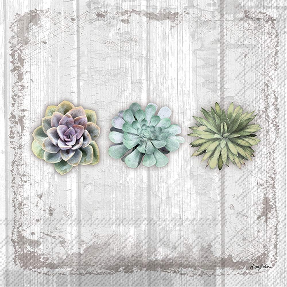 Boston International C026500 IHR Cocktail Beverage Paper Napkins, 5 x 5-Inches, Succulents Still Life